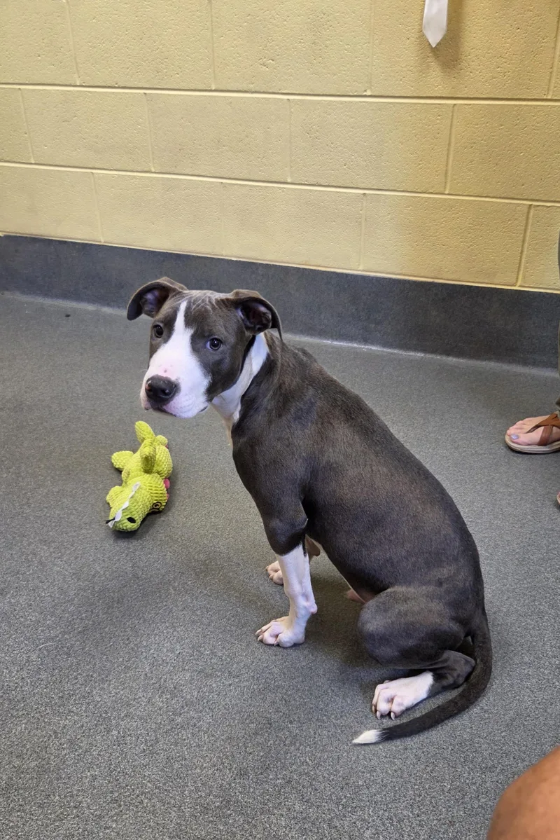 A young small-sized male Pit Bull Terrier dog named sweet Odie for adoption in Amherst, VA