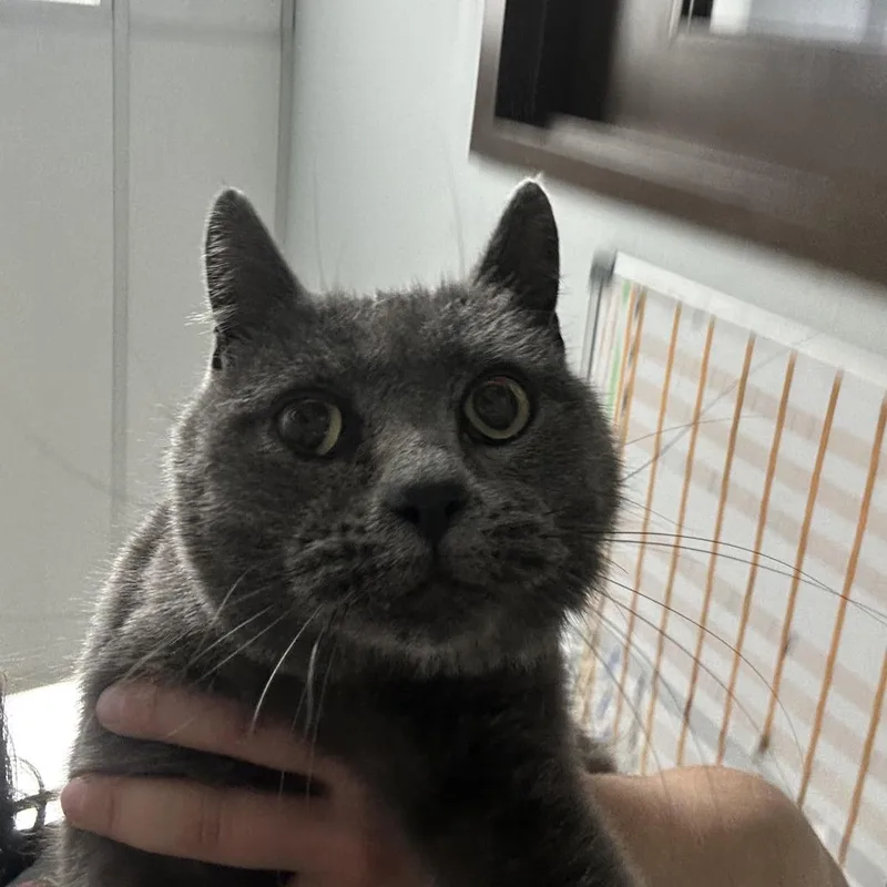 An adult medium-sized female Domestic Short Hair cat named Torah for adoption in Durango, CO