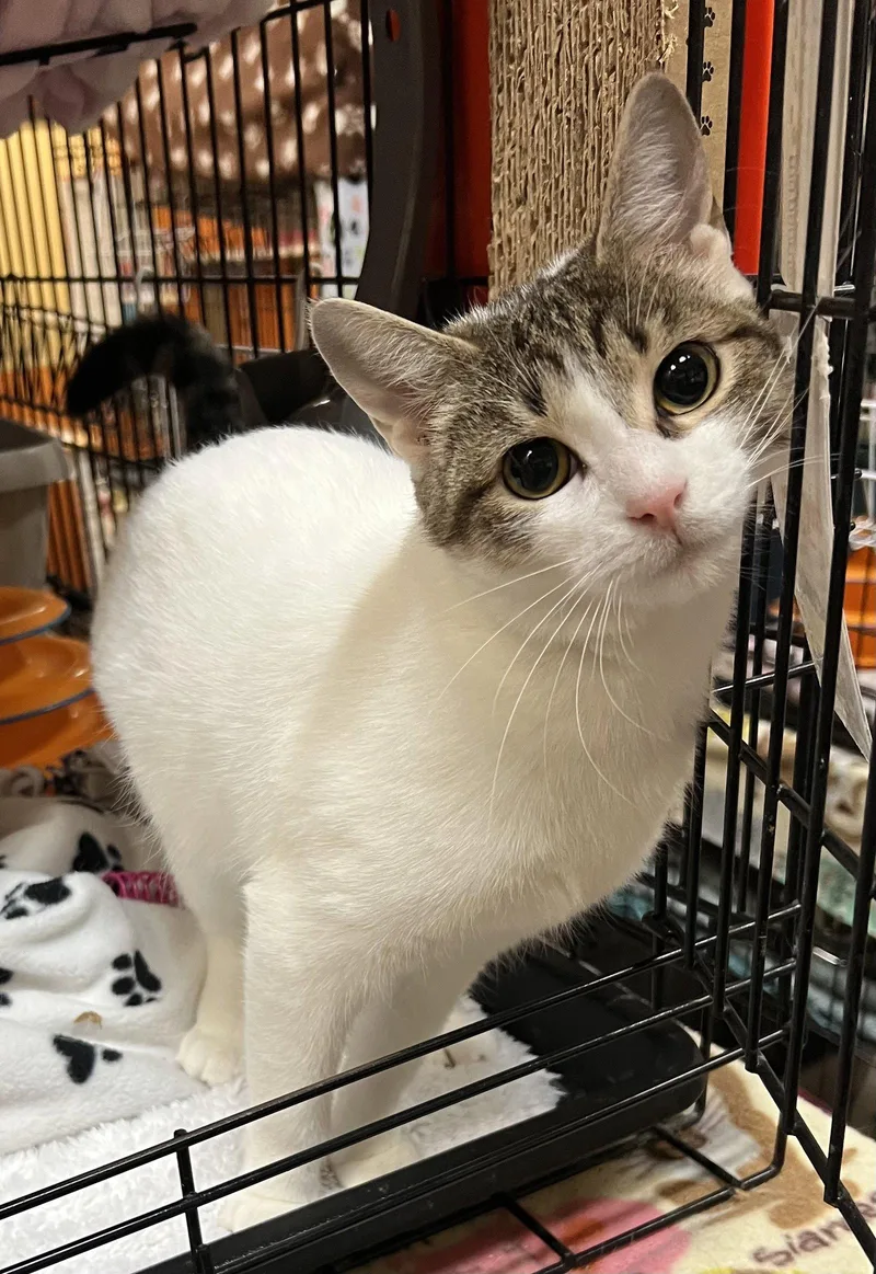 A young medium-sized female Domestic Short Hair cat named Chiffon for adoption in Blasdell, NY