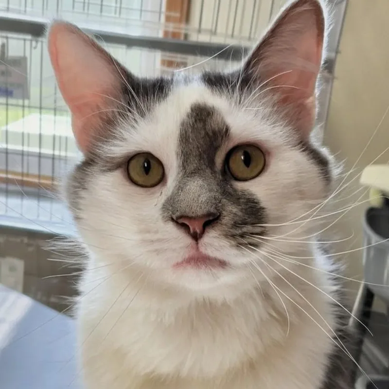 An adult medium-sized male Gray & White Domestic Short Hair cat named Happy for adoption in West Jefferson, OH