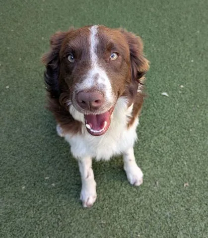 A young medium-sized male Border Collie dog named Soda Pop for adoption in San Martin, CA