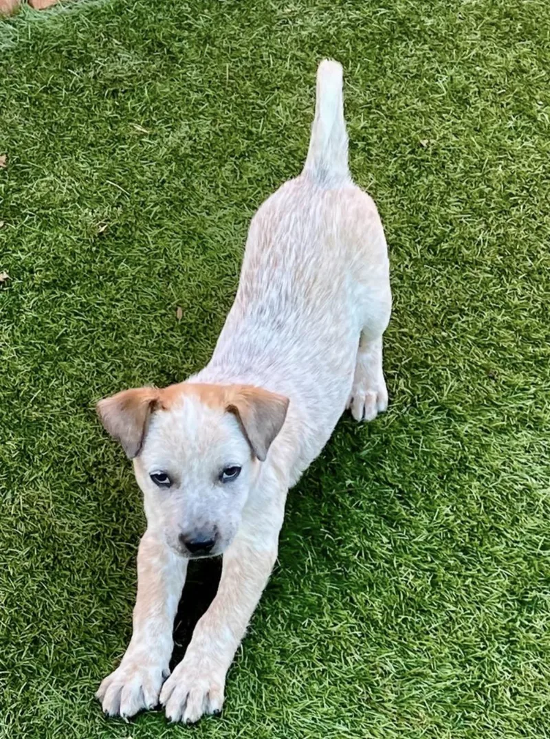 A baby medium-sized male Australian Cattle Dog / Blue Heeler dog named Miller for adoption in El Cajon, CA