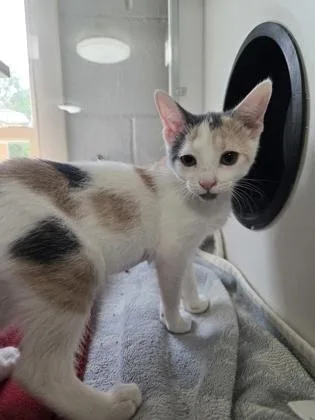 A baby small-sized female Domestic Short Hair cat named Lady Litter Sparkles for adoption in Savannah, GA