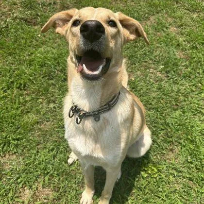 An adult large-sized male Labrador Retriever dog named Fred for adoption in Westland, MI
