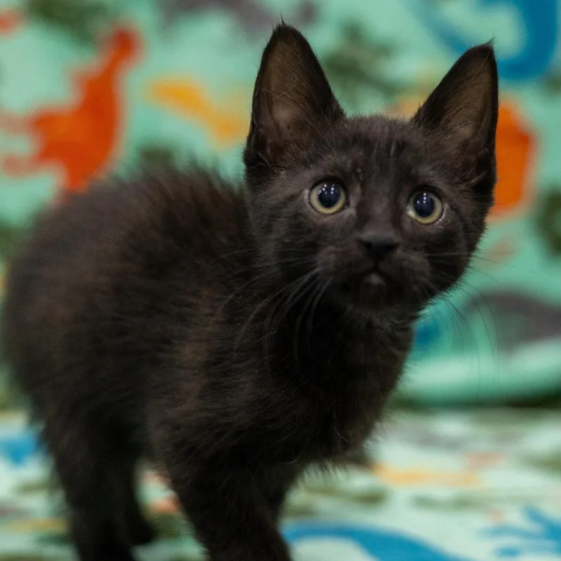 A baby small-sized male Black Domestic Short Hair cat named Amulet for adoption in Chaska, MN