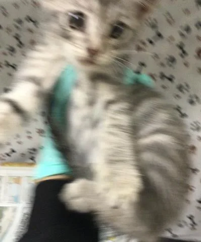 A baby small-sized female Domestic Short Hair cat named Gris for adoption in Riverside, CA