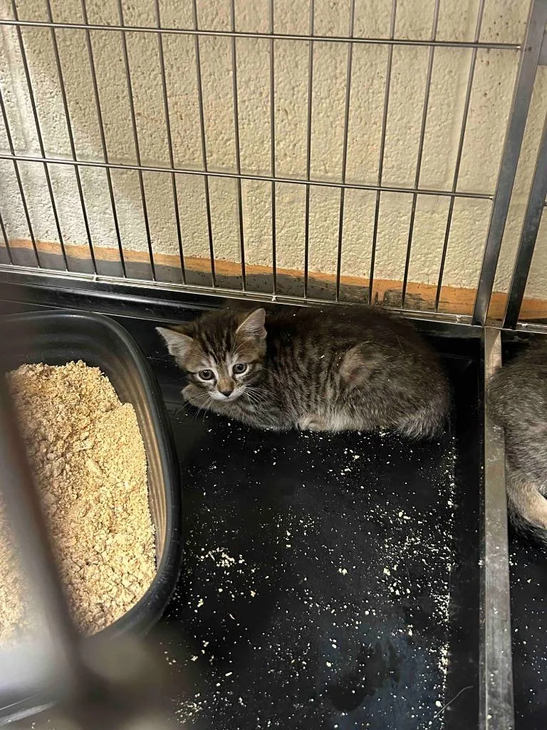 A baby small-sized male American Shorthair cat named Bentley for adoption in Glen Rose, TX