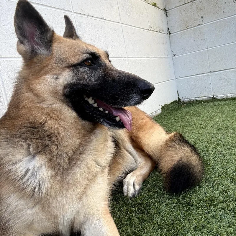An adult large-sized female Yellow / Tan / Blond / Fawn Shepherd dog named Morticia for adoption in LOXAHATCHEE, FL