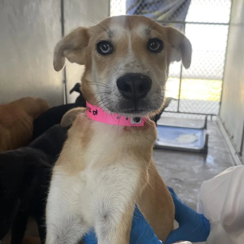 A young medium-sized female Yellow / Tan / Blond / Fawn Shepherd dog named Azriel for adoption in Edinburg, TX