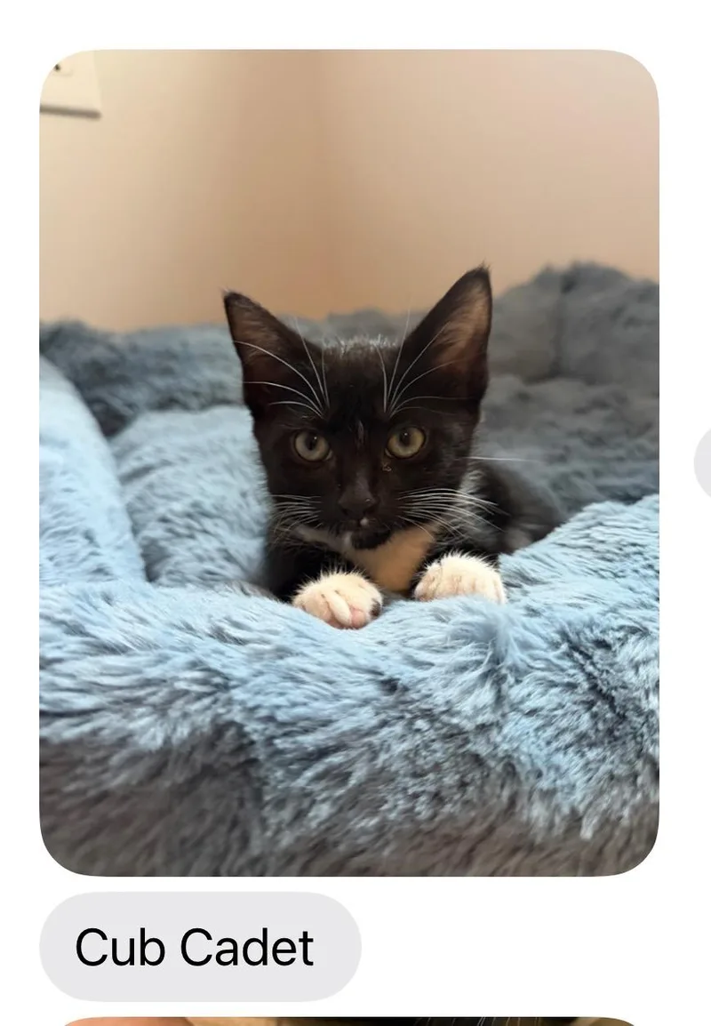 A young medium-sized male Black & White / Tuxedo Domestic Short Hair cat named Cub Cadet aka Cubby for adoption in Woodstock, GA
