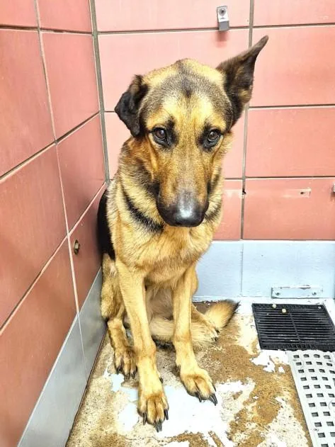An adult large-sized male German Shepherd Dog dog named Toby for adoption in Houston, TX