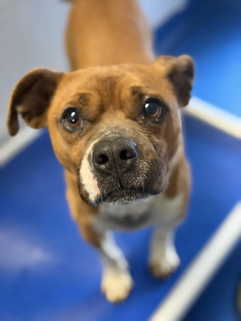 An adult small-sized male Golden Boxer dog named Bart for adoption in Lancaster, SC