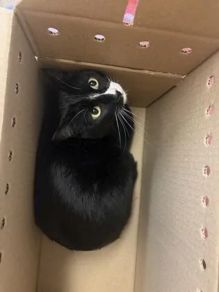 Oreo
