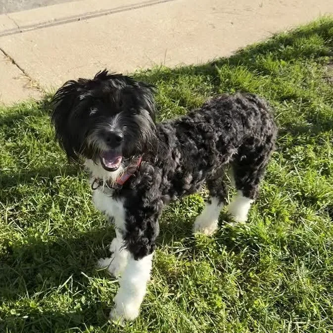 A young small-sized female Black Golden Retriever dog named Orca for adoption in Camden, DE