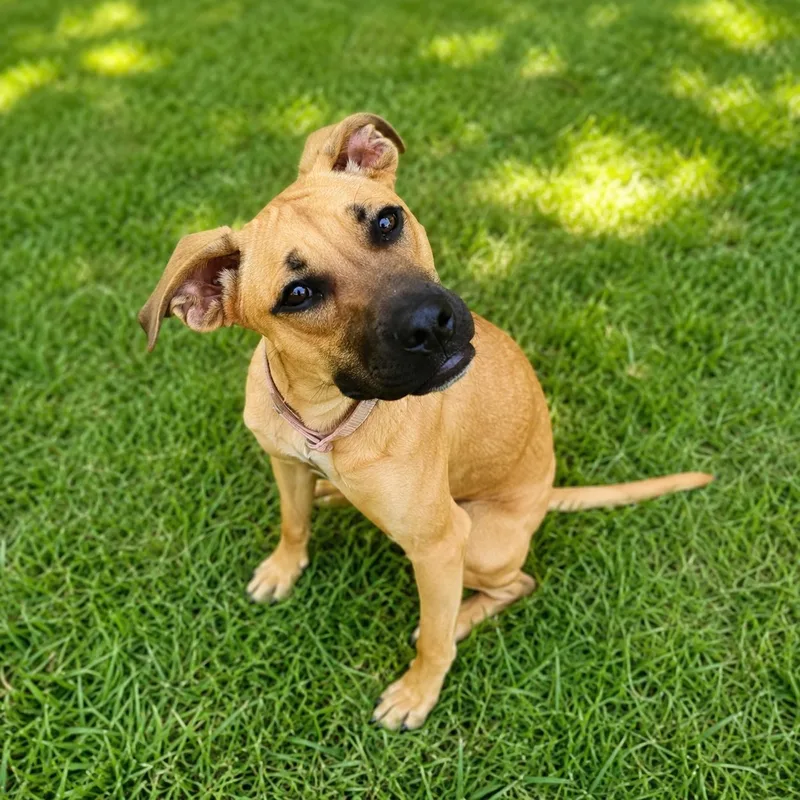 Tula