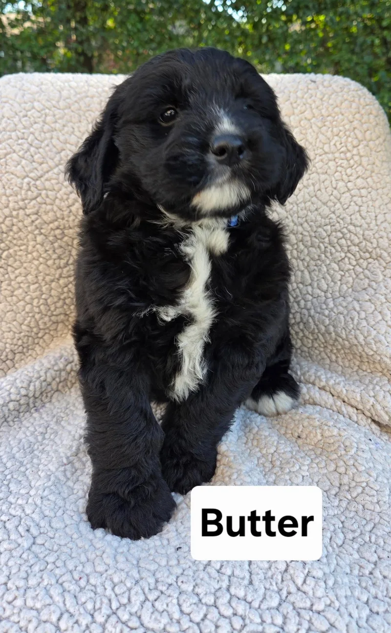 A baby medium-sized male Australian Shepherd dog named Butter for adoption in Hillside, IL