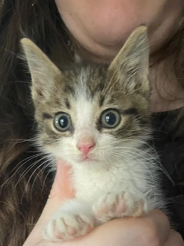A baby small-sized male Domestic Short Hair cat named Norris for adoption in Newaygo, MI