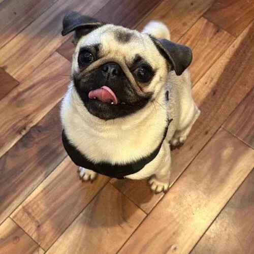 A young small-sized female Yellow / Tan / Blond / Fawn Pug dog named Lulu for adoption in Seattle, WA