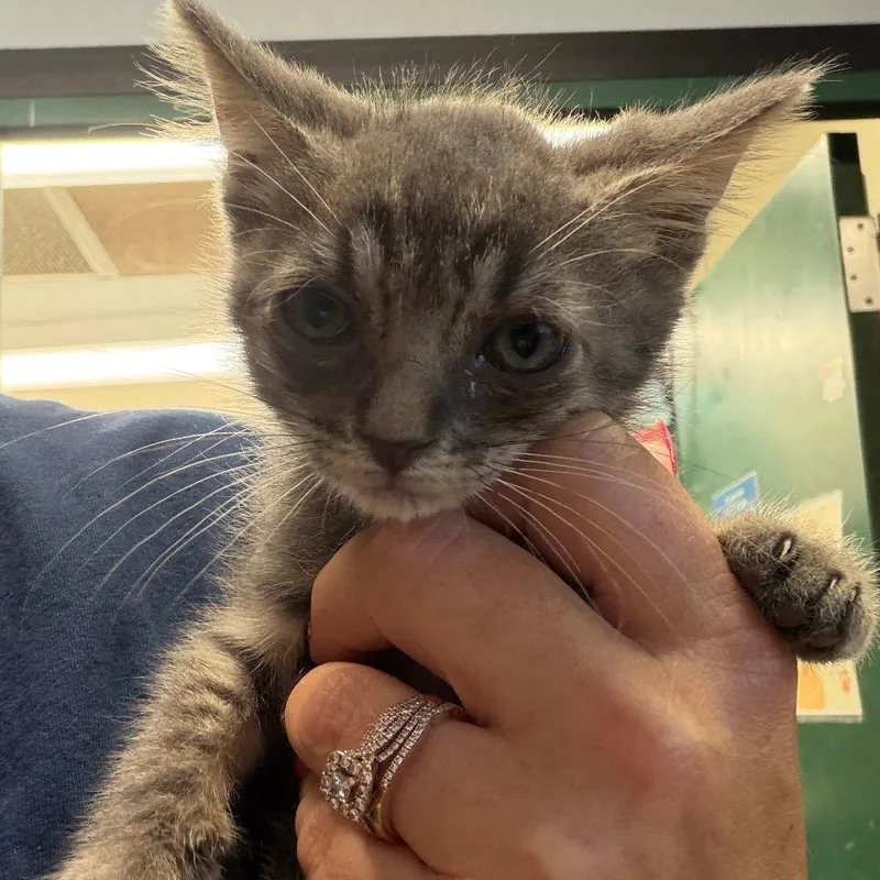 A baby small-sized male Domestic Medium Hair cat named Santiago for adoption in Lake Jackson, TX