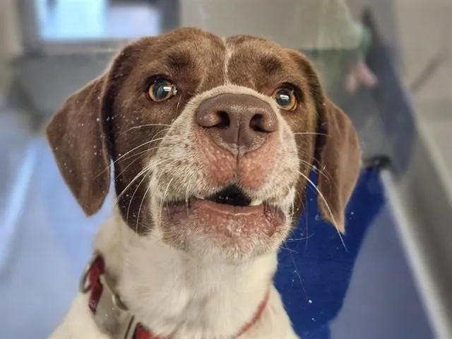 A young large-sized male German Shorthaired Pointer dog named Percy Jackson for adoption in Ocala, FL