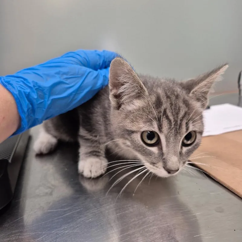 A baby small-sized male Gray / Blue / Silver Domestic Short Hair cat named IEPAStray for adoption in Upland, CA