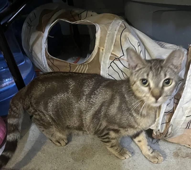 A young medium-sized female Tabby (Leopard / Spotted) Tabby cat named Valerie for adoption in Ormond beach, FL