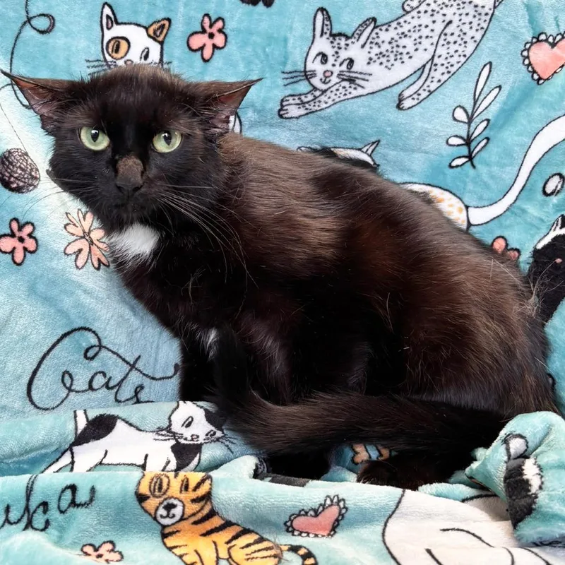 An adult medium-sized female Black Domestic Short Hair cat named Mama Joy for adoption in Mount Juliet, TN