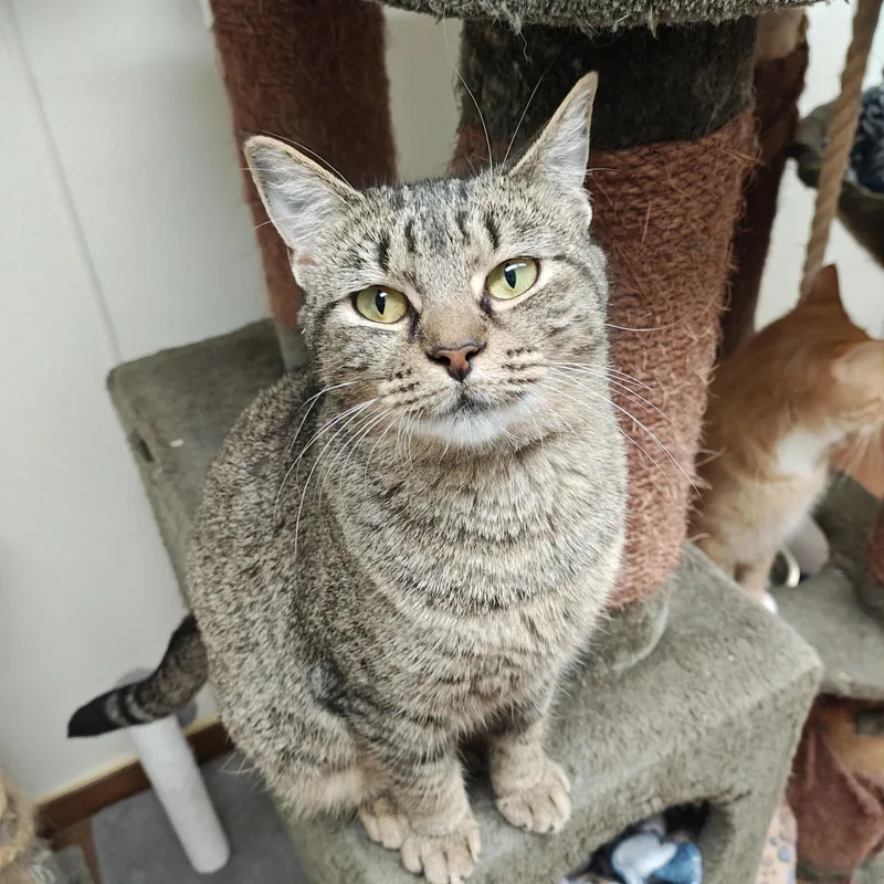 An adult medium-sized female Domestic Short Hair cat named Olivia for adoption in Centralia, IL
