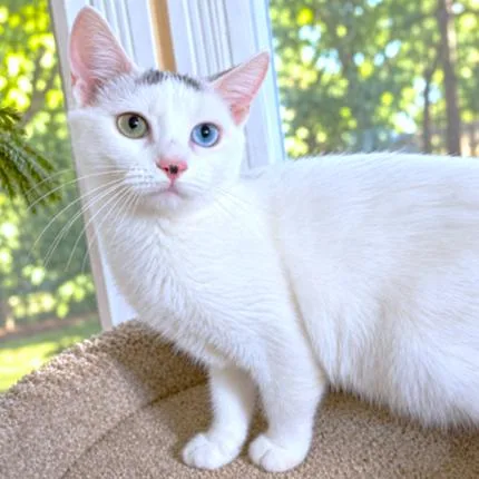A baby large-sized male White Turkish Van cat named Tobin  Turkish Van for adoption in Danbury, CT