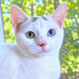 Tobin  Turkish Van thumbnail 2