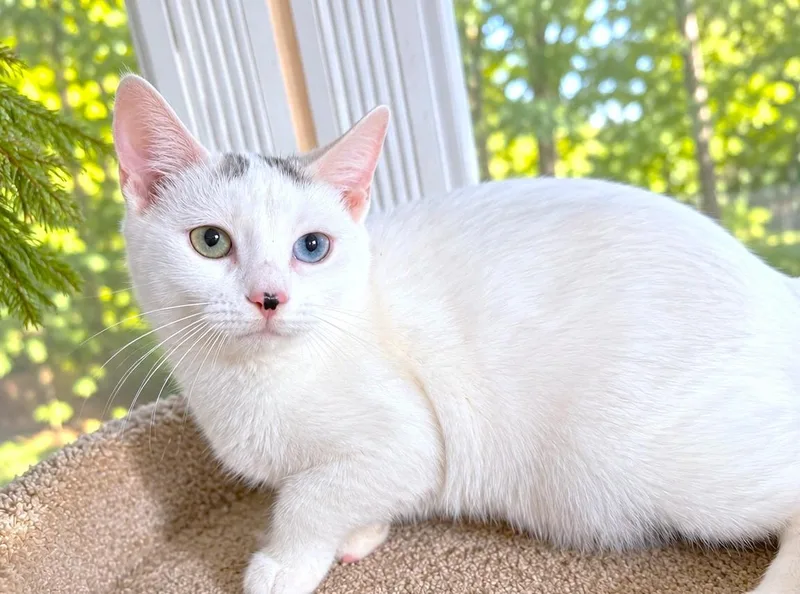 Tobin  Turkish Van thumbnail 4