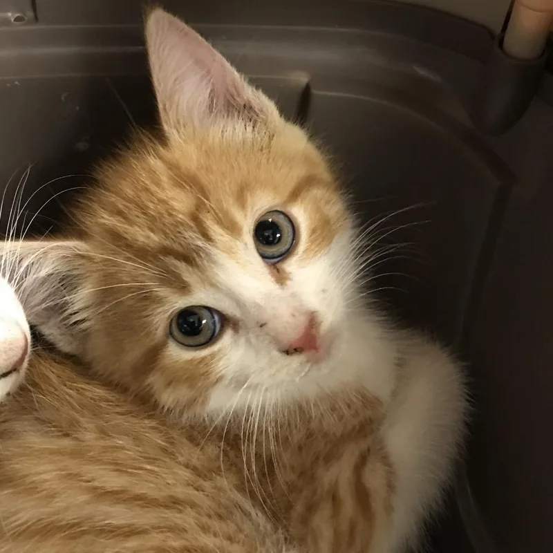 A baby small-sized male Orange / Red Domestic Short Hair cat named Natsu for adoption in Newark, NJ