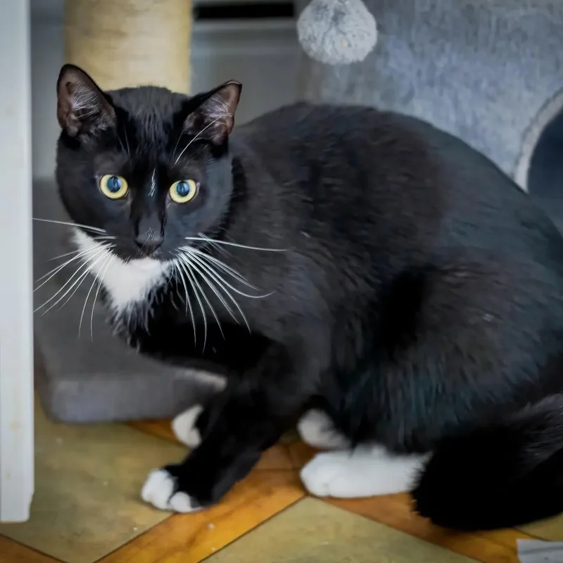 A young large-sized male Black Tuxedo cat named Charlie for adoption in HANSON, MA