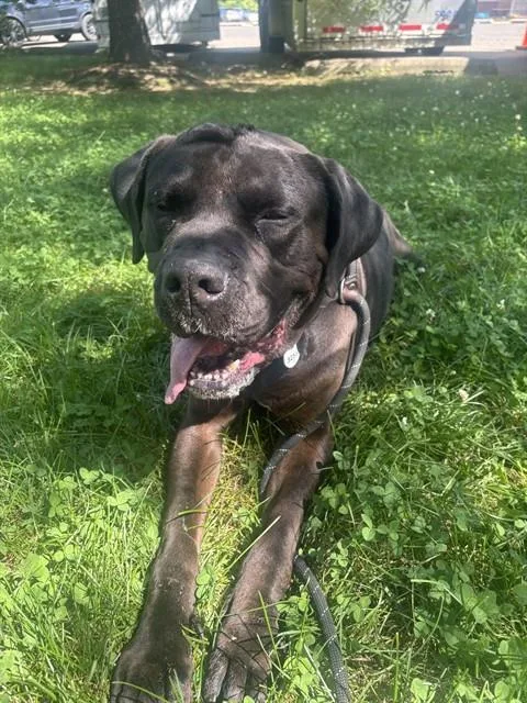 An adult large-sized male Cane Corso dog named Chicago for adoption in Upper Marlboro, MD