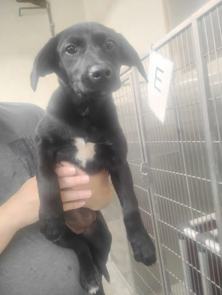 A baby medium-sized female Mixed Breed dog named Velveta for adoption in Jonesboro, AR