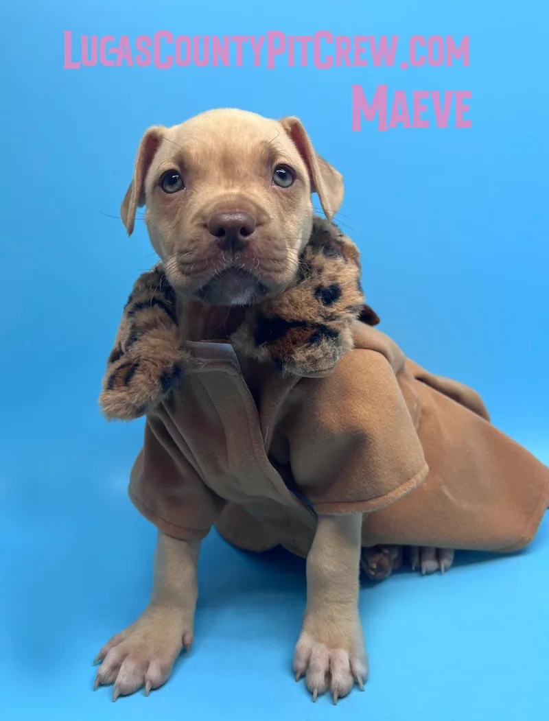 A baby medium-sized female Apricot / Beige Pit Bull Terrier dog named Maeve for adoption in Toledo, OH