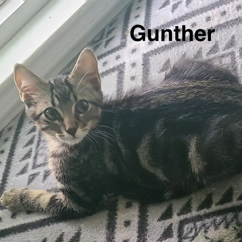 Gunther thumbnail 2