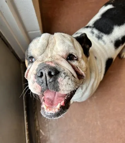 Blueberry thumbnail 2