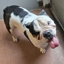 Blueberry thumbnail 3