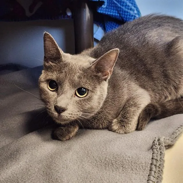 A young medium-sized female Domestic Short Hair cat named Heather for adoption in Kalamazoo, MI