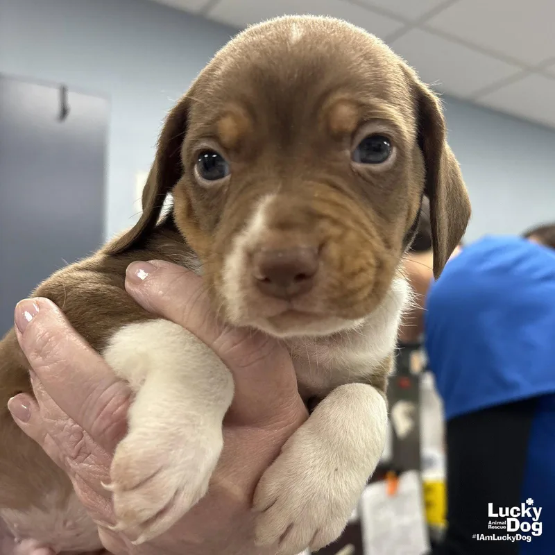 A baby medium-sized male Retriever dog named Calvin for adoption in Washington, DC