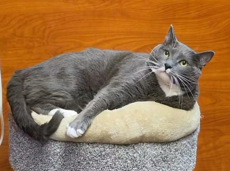 A young extra large-sized male Gray & White Domestic Short Hair cat named Leo for adoption in Mayfield, NY