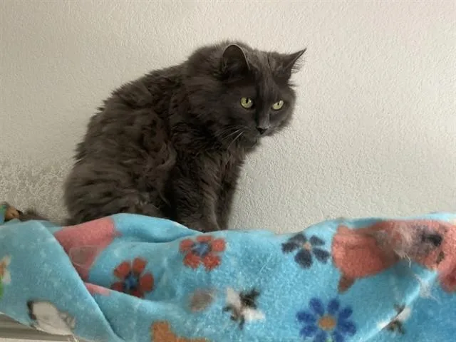 A senior medium-sized female Domestic Long Hair cat named Nora for adoption in Aurora, CO