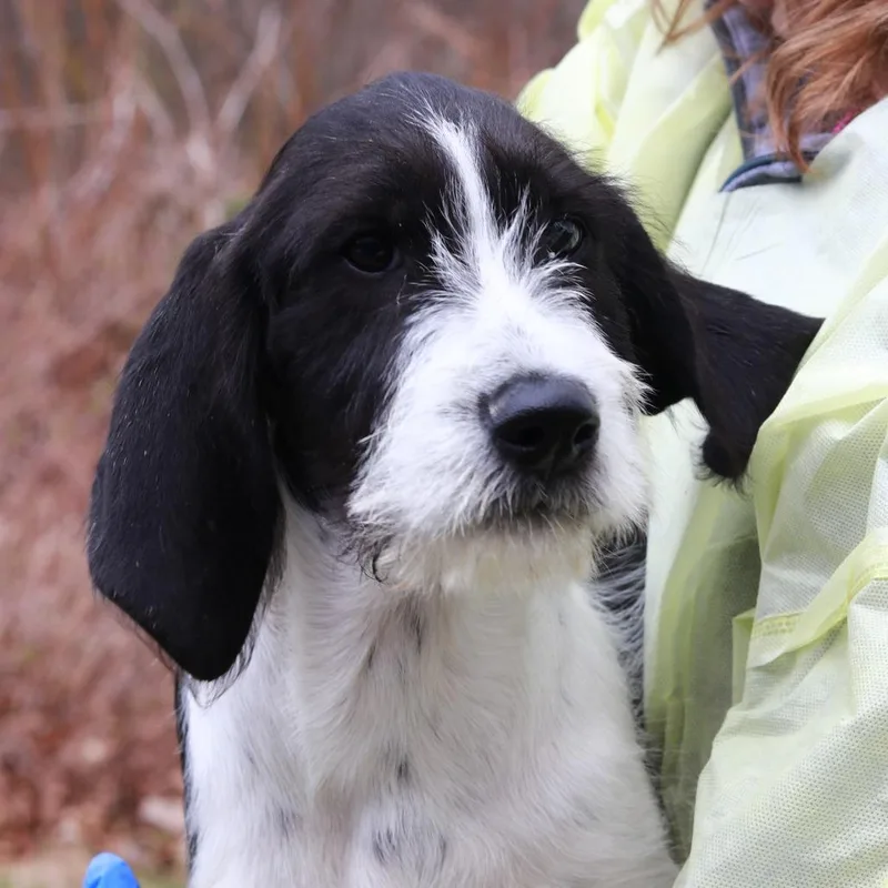 A baby small-sized male Black Coonhound dog named Ct Elmer Fudd for adoption in Stormville, NY