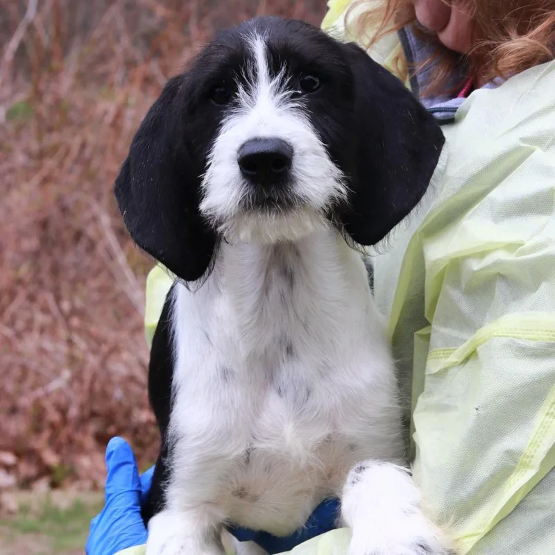 Ct Elmer Fudd thumbnail 3