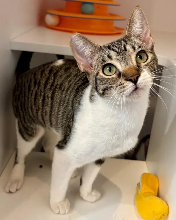 A baby small-sized female Domestic Short Hair cat named Rose for adoption in Novato, CA