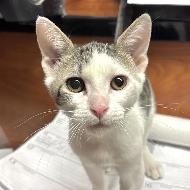 A baby medium-sized male White Domestic Short Hair cat named Jett for adoption in Sonora, CA