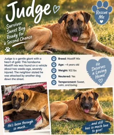 A young extra large-sized male Anatolian Shepherd dog named Judge for adoption in Boulder, CO