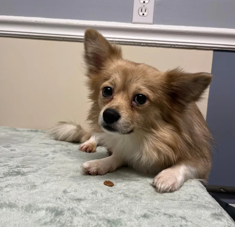 Caramello thumbnail 2