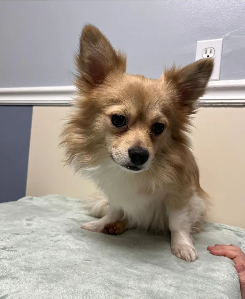 Caramello thumbnail 3